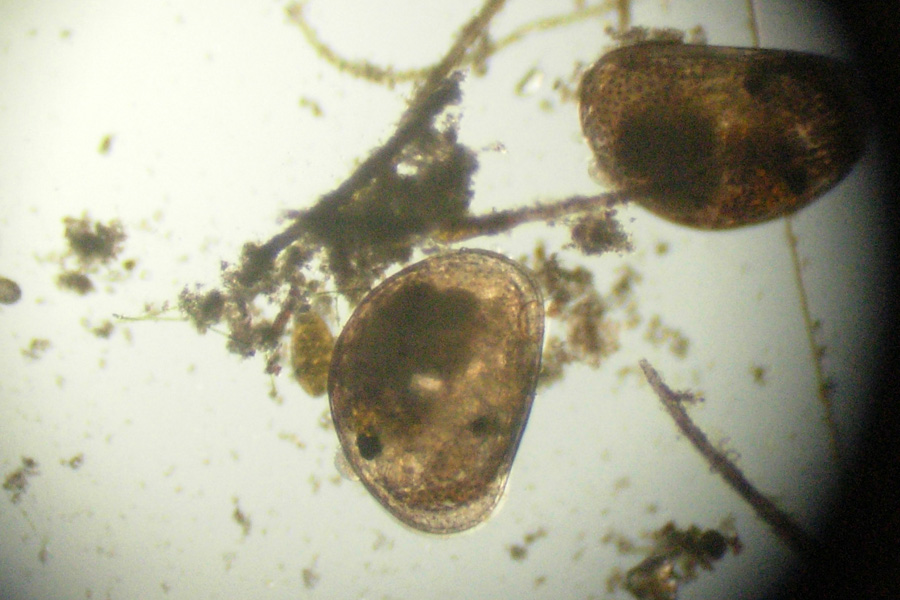 Ostracodi  [ Cypria sp. ]